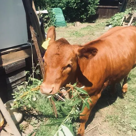 U Lucerny S Malou Farmičkou