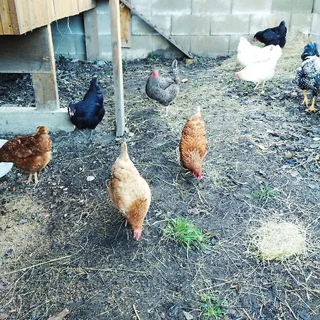 U Lucerny S Malou Farmickou Vendégház